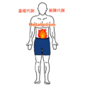 代謝とは？基礎代謝や新陳代謝の違いや上げ方も解説